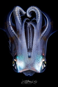M E D U S A

Squid
(Sepioteuthis lessoniana) by Lilian Koh 